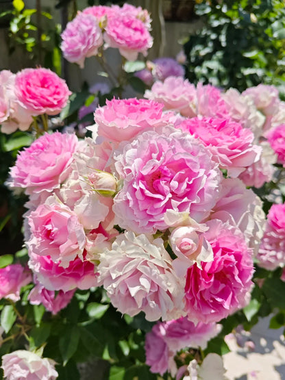 Rose 'Doniazade' 粉天方夜谭