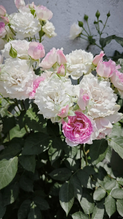 Rose 'Doniazade' 粉天方夜谭