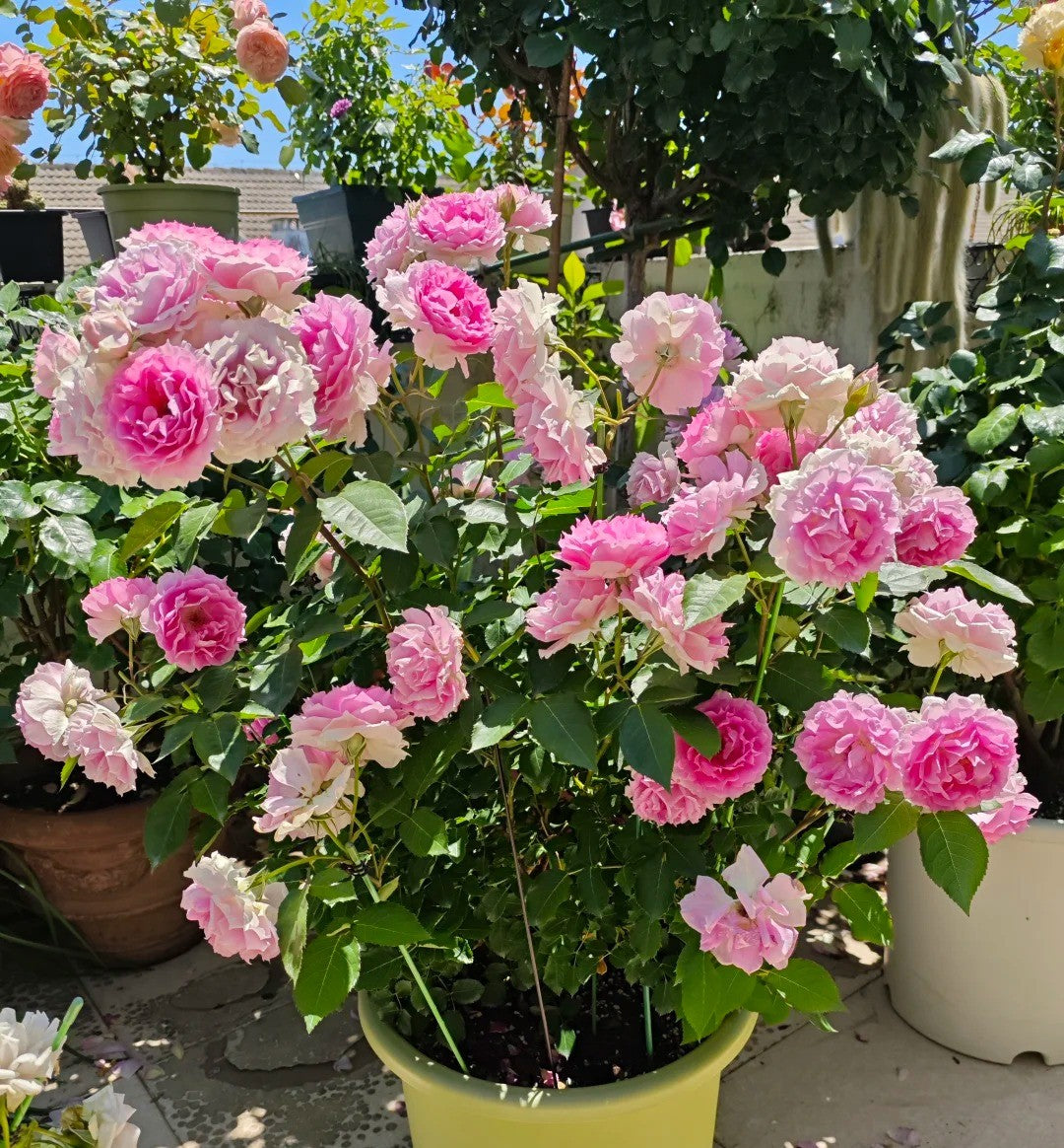 Rose 'Doniazade' 粉天方夜谭