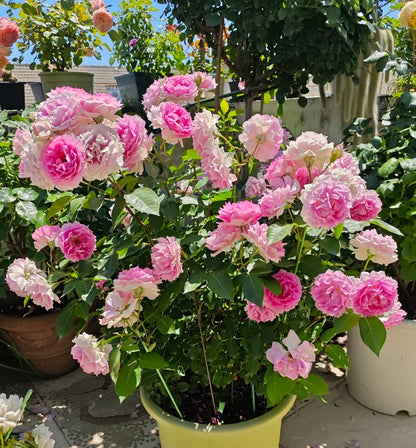 Rose 'Doniazade' 粉天方夜谭