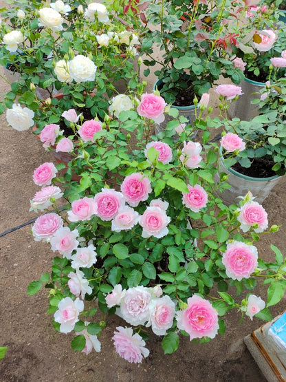 Rose 'Doniazade' 粉天方夜谭