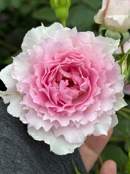 Rose 'Doniazade' 粉天方夜谭