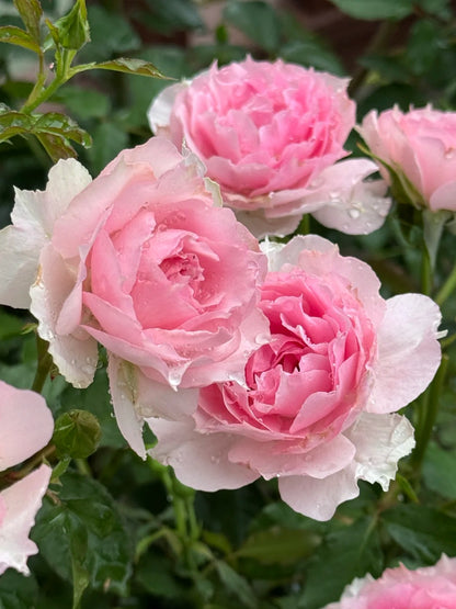 Rose 'Doniazade' 粉天方夜谭