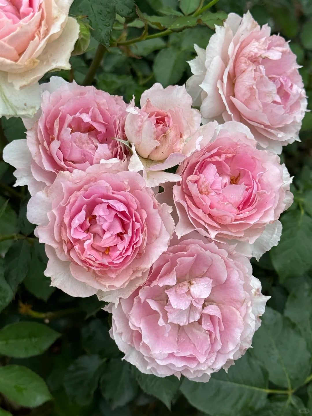 Rose 'Doniazade' 粉天方夜谭