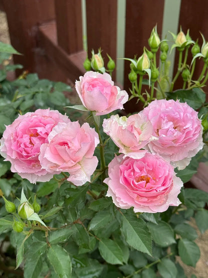 Rose 'Doniazade' 粉天方夜谭
