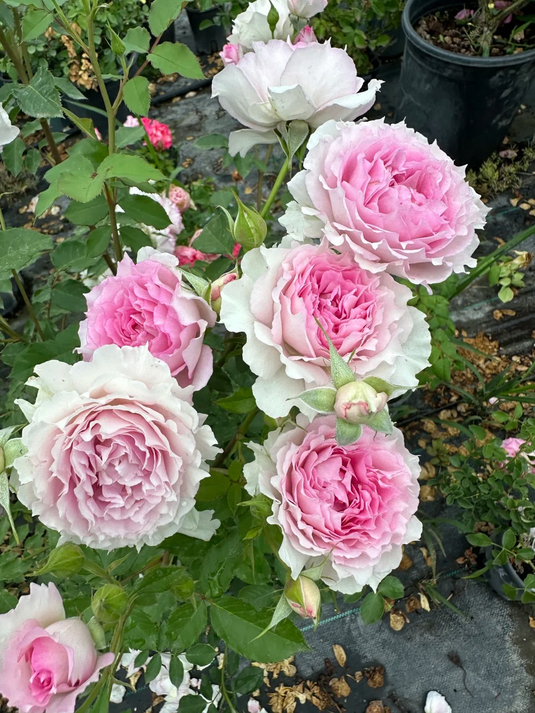 Rose 'Doniazade' 粉天方夜谭