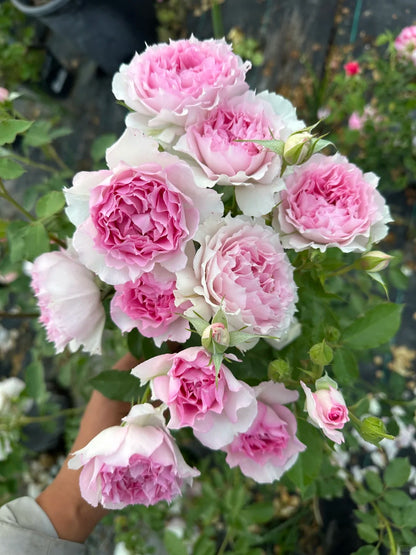 Rose 'Doniazade' 粉天方夜谭