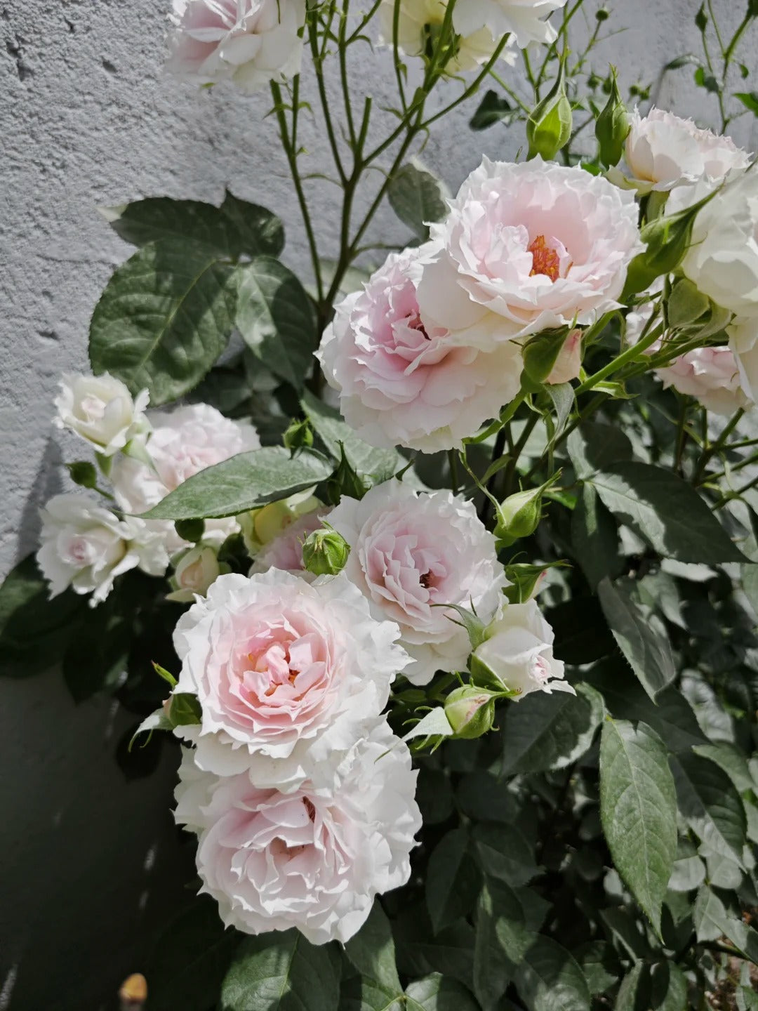 Rose 'Doniazade' 粉天方夜谭