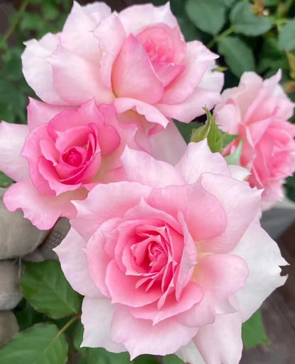 Rose 'Doniazade' 粉天方夜谭