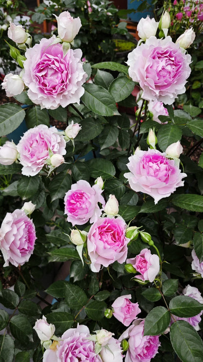Rose 'Doniazade' 粉天方夜谭