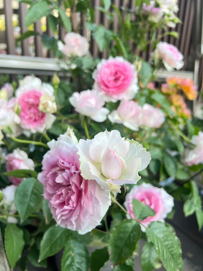 Rose 'Doniazade' 粉天方夜谭
