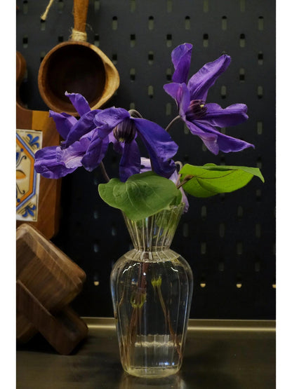 Clematis ' Sizaia Ptitsa｜ 幸福之鸟 ’