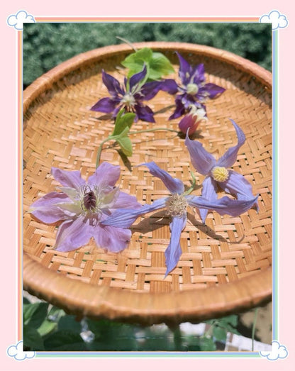 Clematis ‘’Milky Way｜银河系‘’
