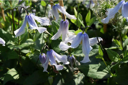 Clematis ''Twinkle| 闪烁''
