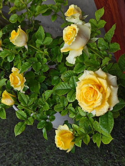 Rose  ’ Shell｜ 贝壳