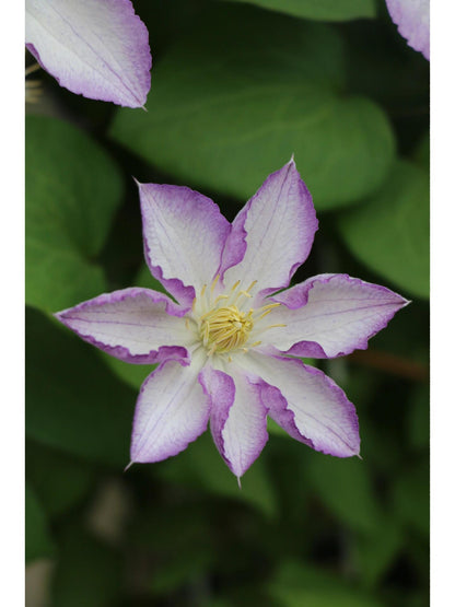 Clematis ‘’Lucky Charm| お守り|幸运符‘’