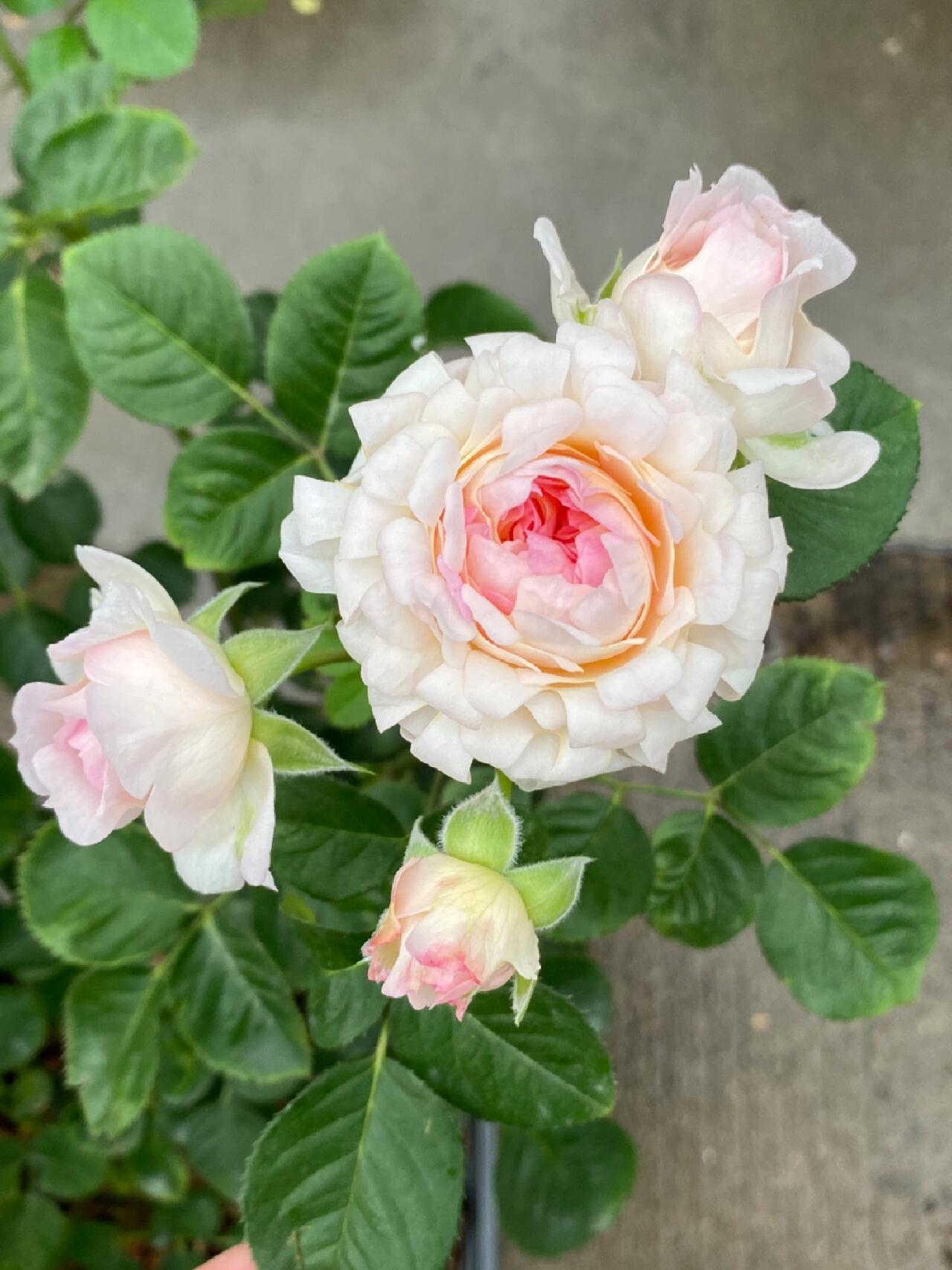 Rare Rose  ‘ Peach Anemone ｜桃子海葵 - New Variety 2023