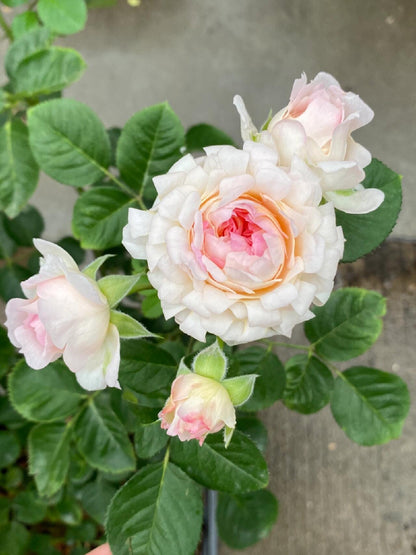Rare Rose  ‘ Peach Anemone ｜桃子海葵 - New Variety 2023