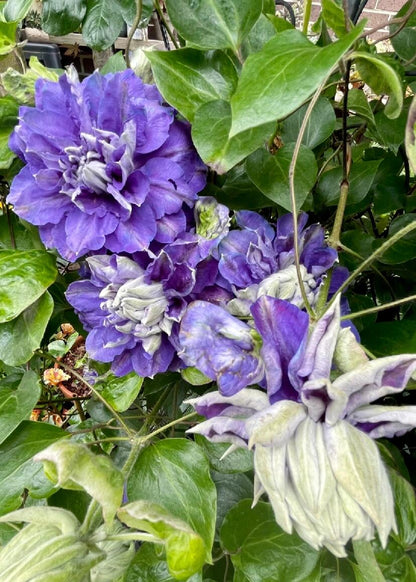 Clematis ‘’Kiri Te Kanawa｜- LivePlant｜卡瓦娜‘’