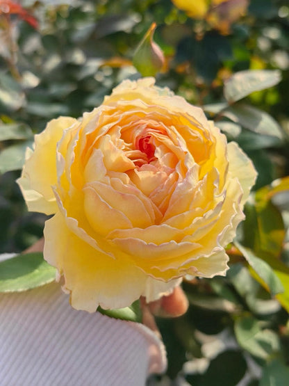 Rose ’ Kagelou| カゲロウ  | 阳炎/蜉蝣  - New varieties 2020