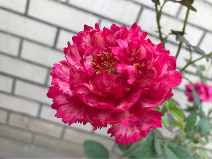 Rose  ’ Ligare｜リガーレ  真彩 230