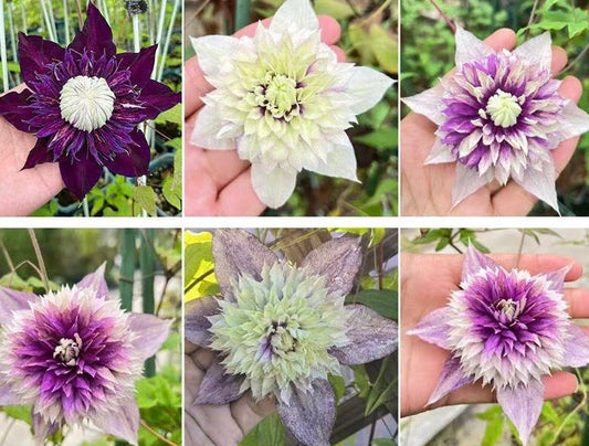Clematis ‘’Sorcerer ｜Mage| 魔法师‘’ U.S Exclusive