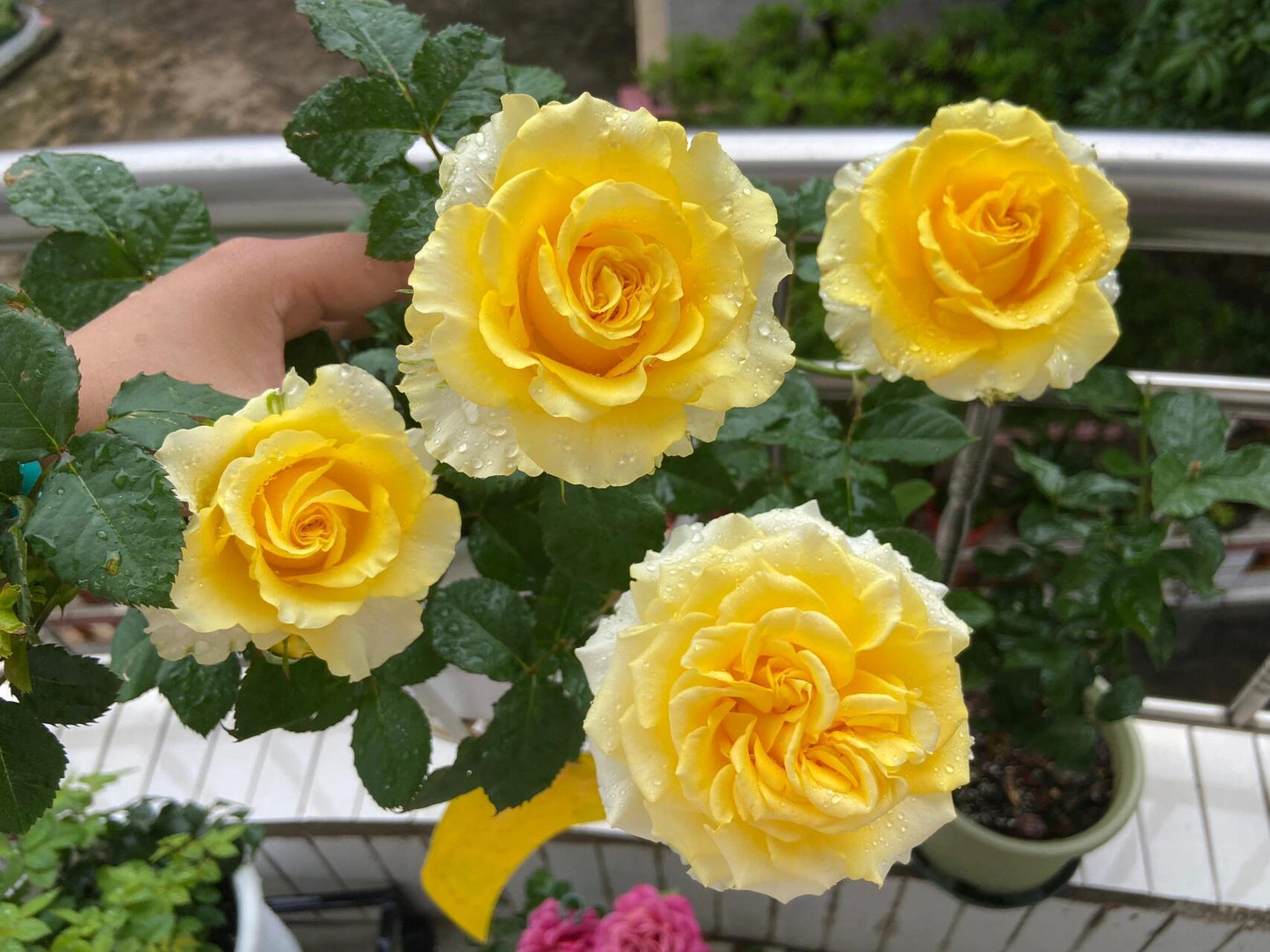 Rose  ’ Shell｜ 贝壳