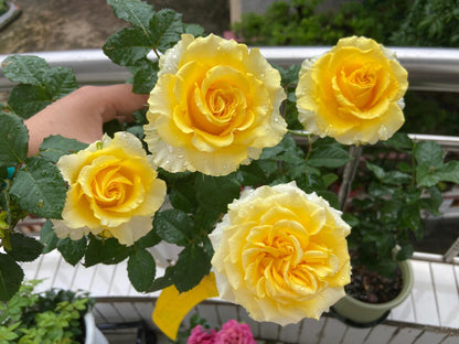 Rose  ’ Shell｜ 贝壳