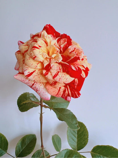 Striped Rose  ’ All American Magic ｜全美魔术
