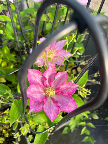 Clematis ''八つ橋｜Yatsuhashi |八桥''