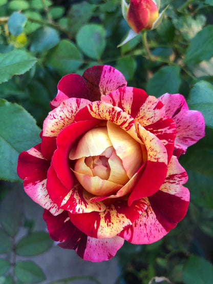 Striped Rose  ’ All American Magic ｜全美魔术