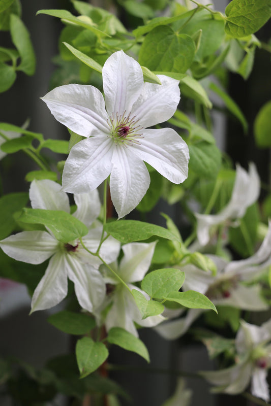 Clematis ‘’Forever Friends｜Zofofri｜ 永远的朋友‘’