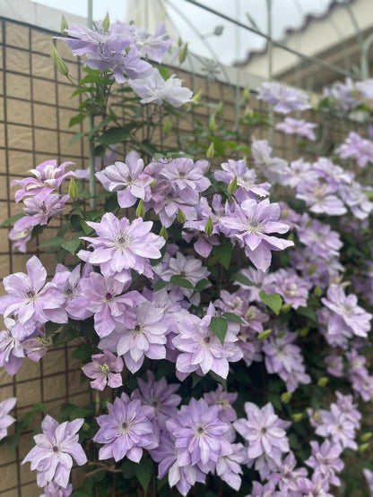 Clematis ‘’Reflections｜倒影‘’