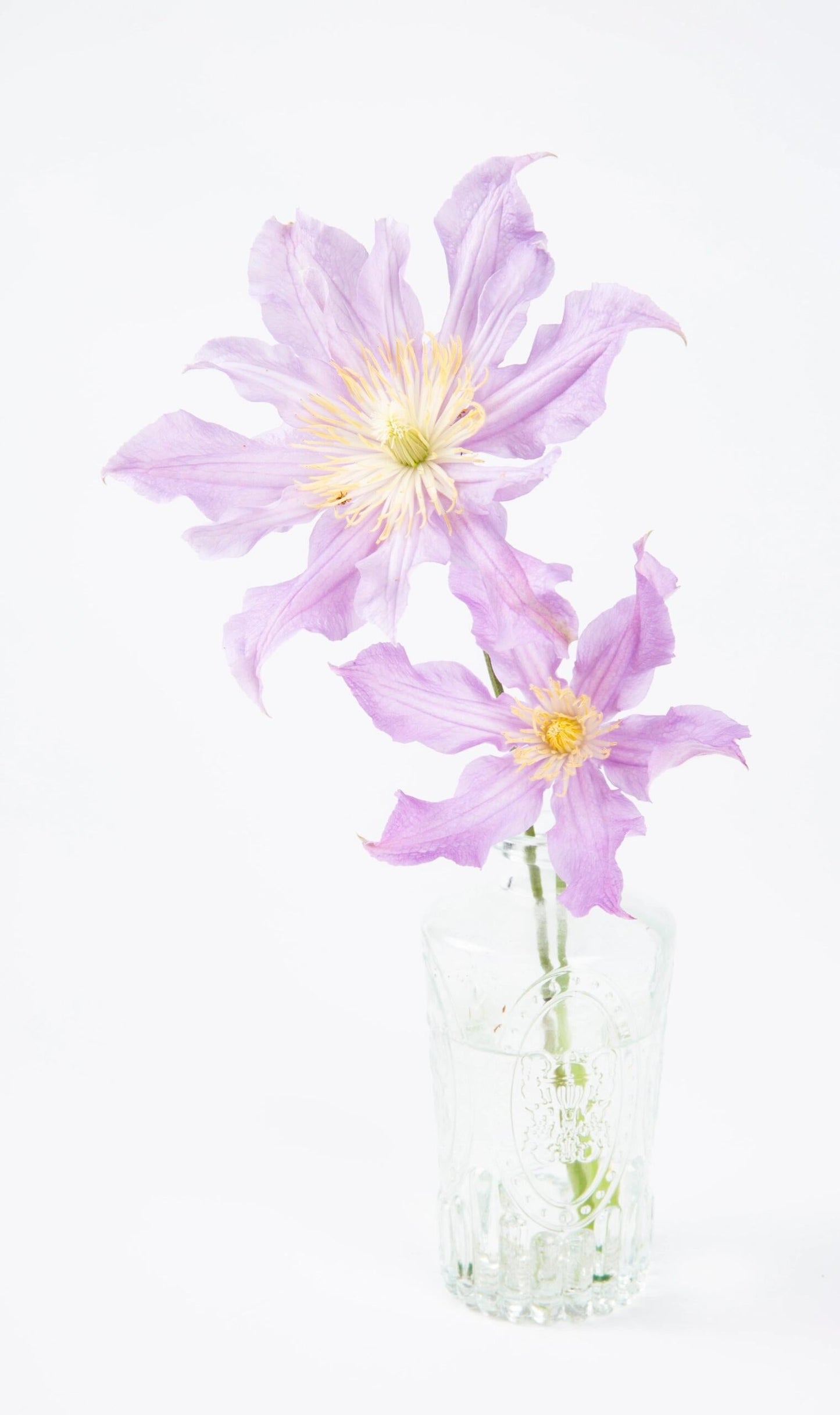 Clematis ‘’East River| 东方河流‘’
