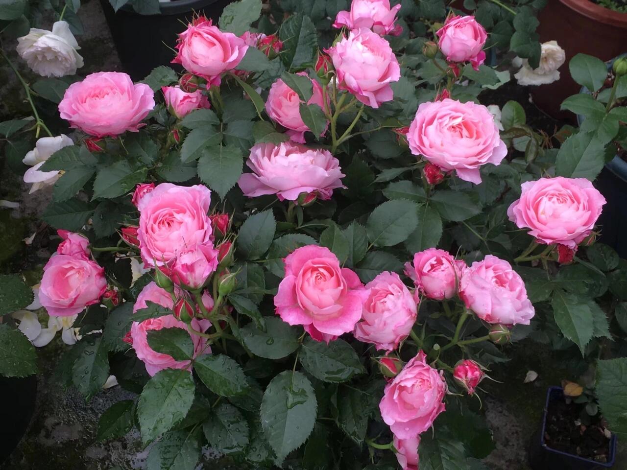 Popular Rose  ‘ Neptune King Terrazza | 海神王 ’