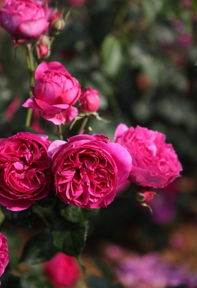 Rose  ‘ Ci Xuan| 慈萱|  - New Variety 2020