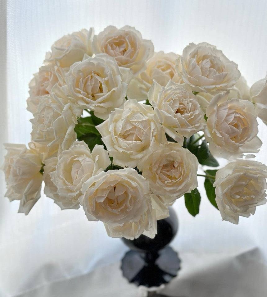 Rose  ’ Kashō｜かしょう｜华宵 - New Variety 2024