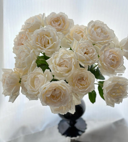 Rose  ’ Kashō｜かしょう｜华宵 - New Variety 2024