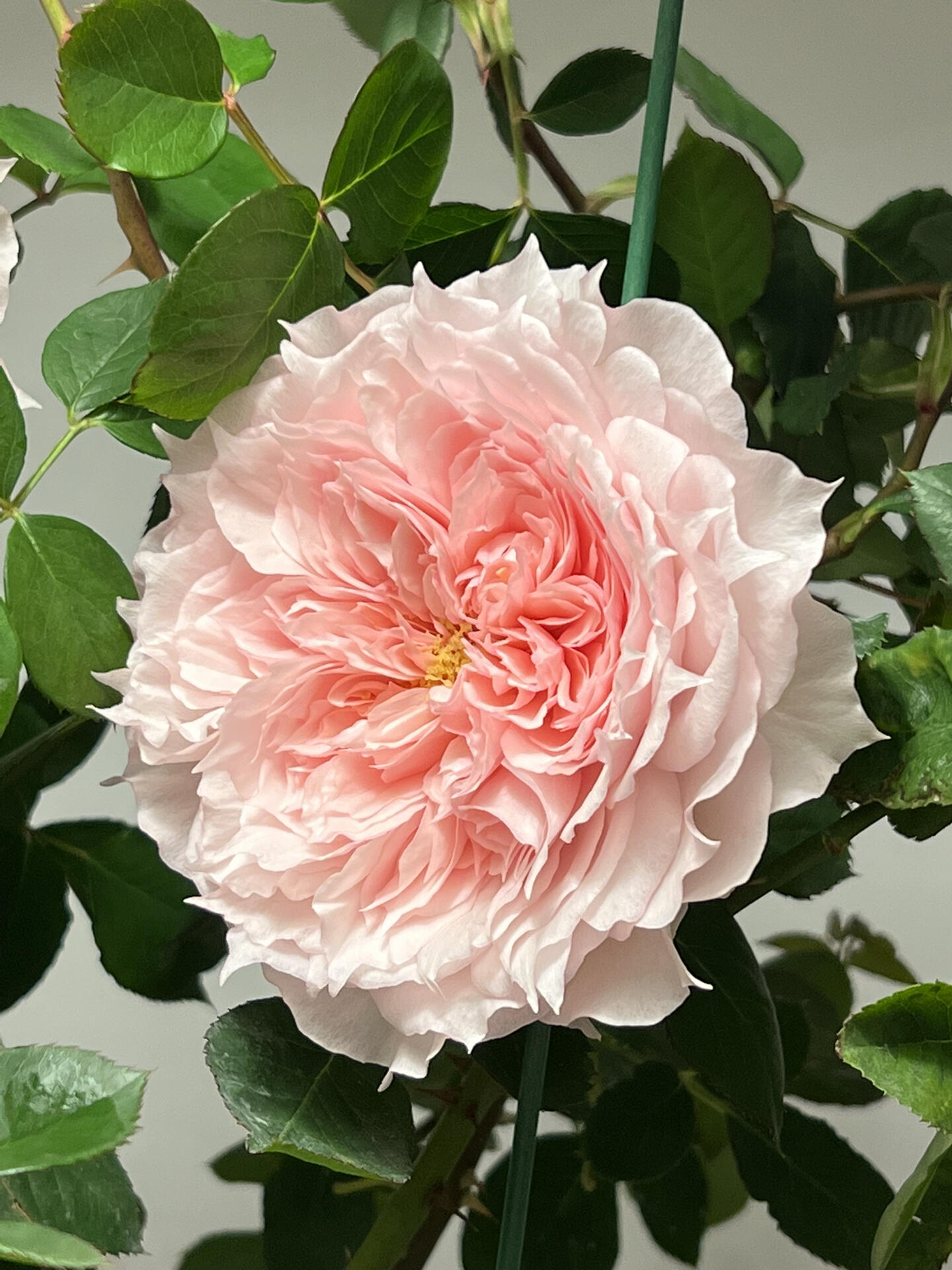 Rose  ’ Monique Darve | 莫妮卡戴维 ‘
