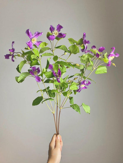 Clematis ‘’Inspiration｜灵感‘’