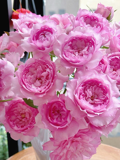 Rose ’ Misty Moon｜Rong Rong Yue ｜溶溶月 -  New Variety 2022