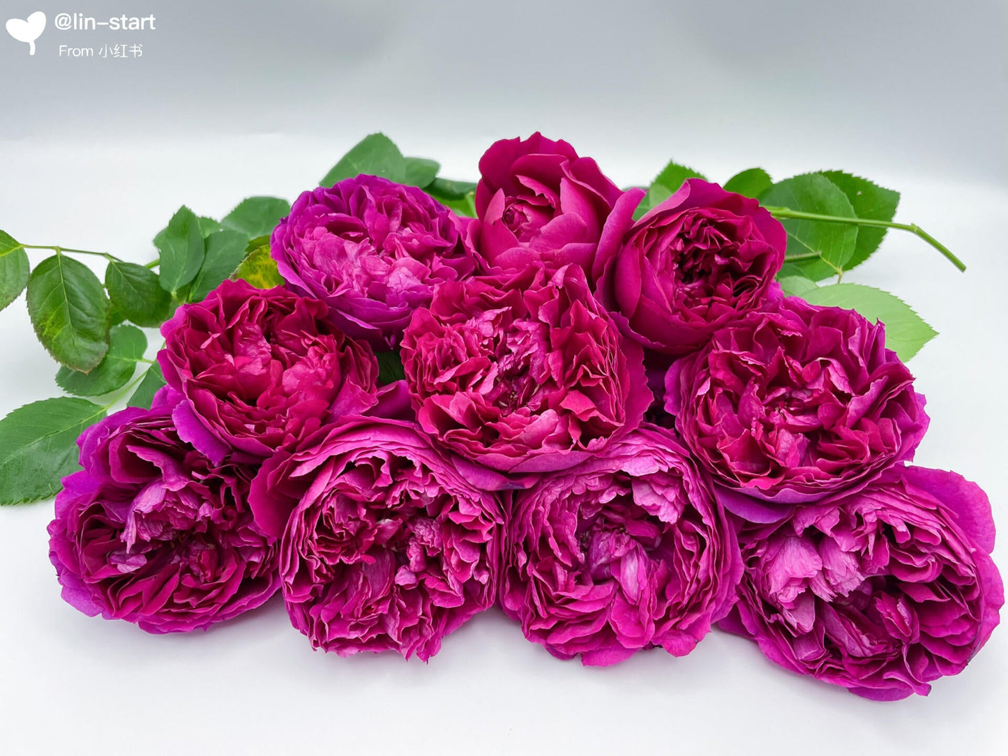 Rose  ‘ Flying Swan ｜Jing Hong｜惊鸿 - New Variety-2021