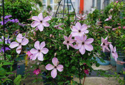 Clematis ‘’Fairy Dust| 仙尘‘’