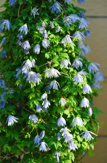 Clematis ‘’Maidwell Hall｜梅德维尔‘’