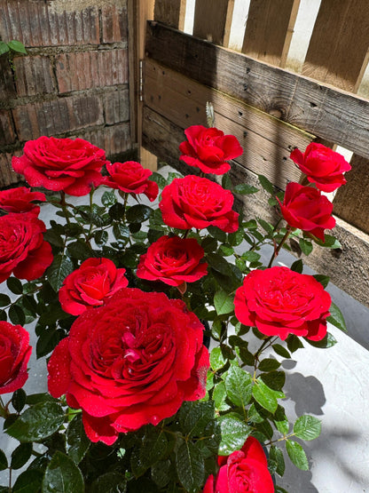 Rose ’ Red Velvet ｜ 红丝绒