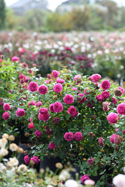 Rose  ‘ Flying Swan ｜Jing Hong｜惊鸿 - New Variety-2021