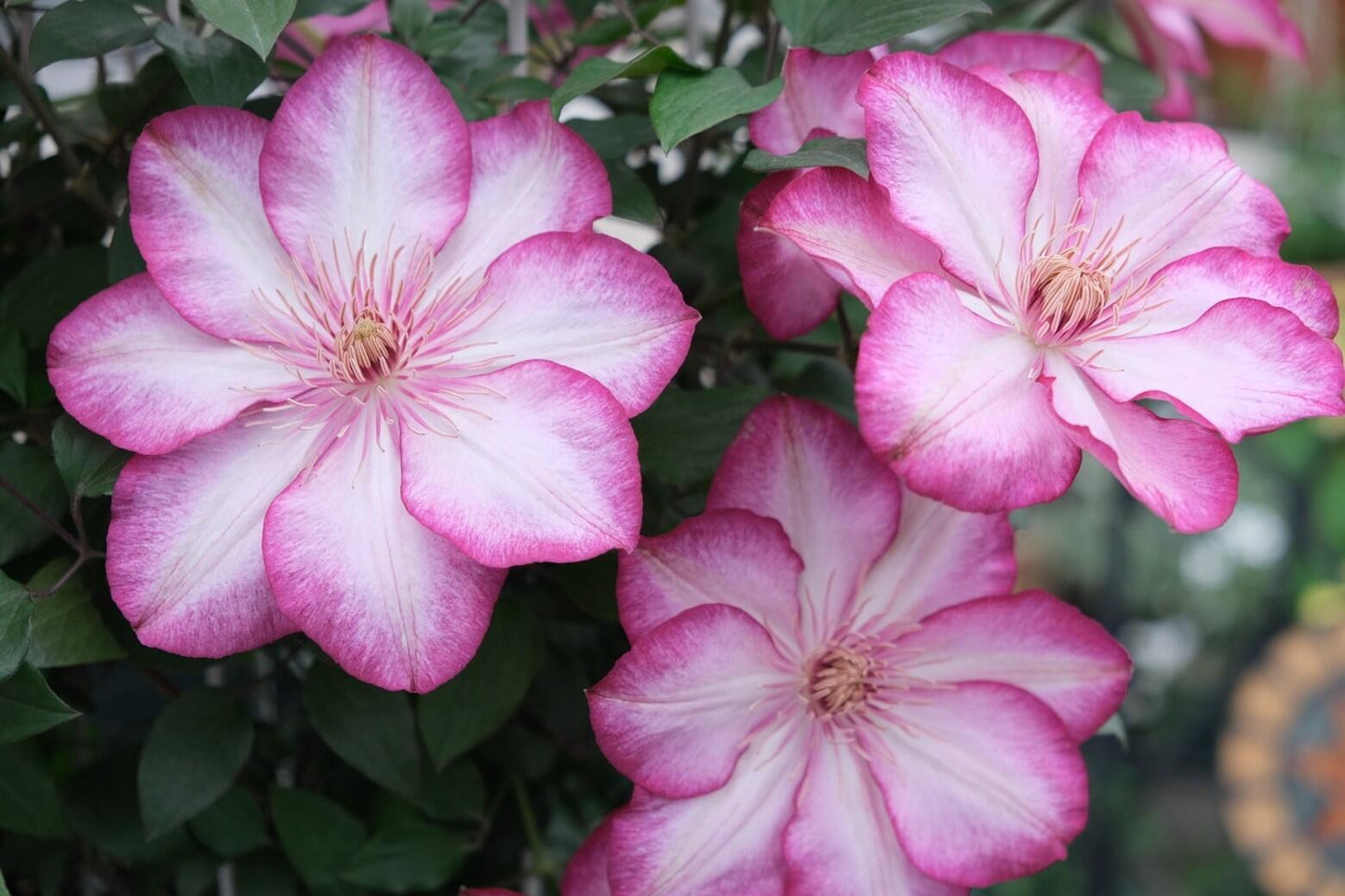 Clematis ‘’Liberty｜解放‘’