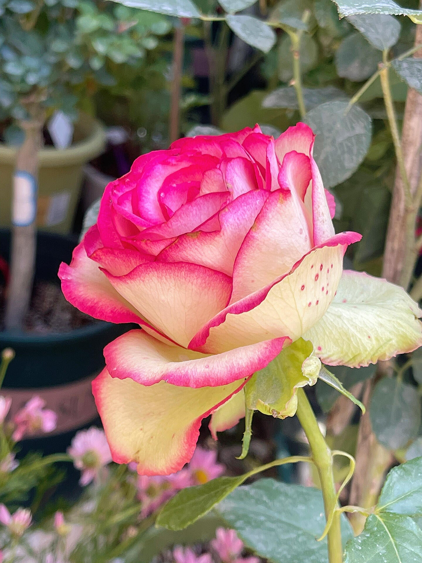 Rose is  ‘ Monroe ｜ 梦露