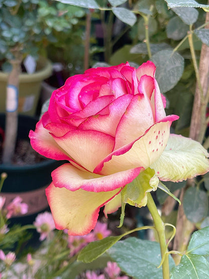 Rose is  ‘ Monroe ｜ 梦露