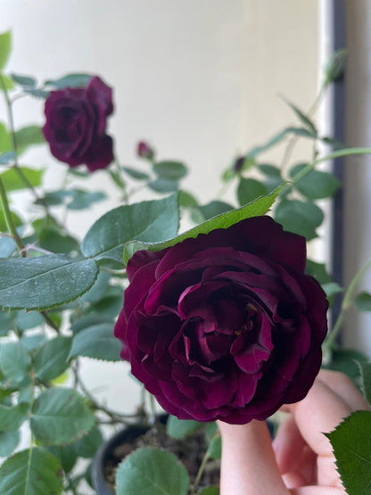 Rose  ‘ Louis XIV｜ルイ14世 ｜路易十四